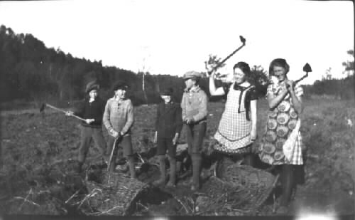 "Skördearbete på Tornared gård. Potatisplockare." Fyra pojkar och två flickor med korgar och redskap i högsta hugg. Från omkring 1928.