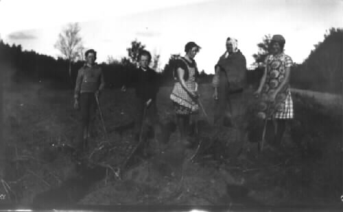 "Skördearbete på Tornared gård. Potatisplockare." Fyra pojkar och två flickor med korgar och redskap i högsta hugg. Från omkring 1928.