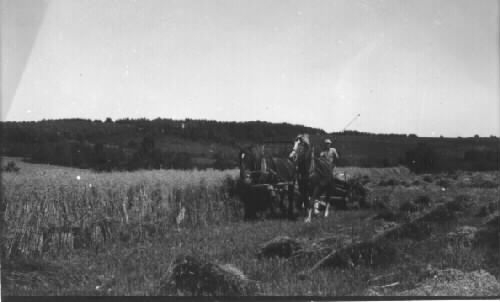 Skördearbete med hästar. Till höger i bild ligger den slagna säden i nekar. Boa, Krogsered socken. Foto från omkring 1926-1928.