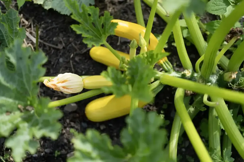 Gule squash vokser på frodige planter med store grønne blader i kjøkkenhagen på Bygdø Kongsgård.