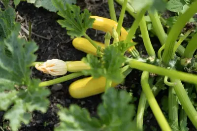 Gule squash vokser på frodige planter med store grønne blader i kjøkkenhagen på Bygdø Kongsgård.