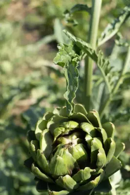 Grønn artisjokk med bie på toppen, omgitt av lange grønne blader i sollys på Bygdø Kongsgård.