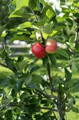 To rødlige frukter henger på grein med grønne blader i sollys.
