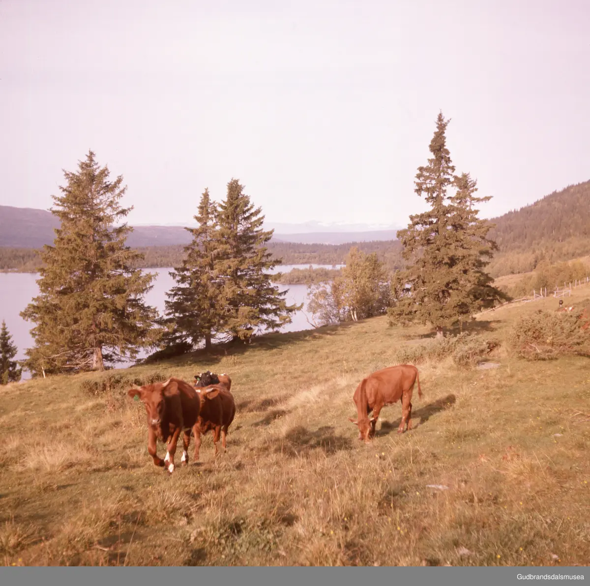 Vinstra Turistkontor: Kyr ved Fefor
