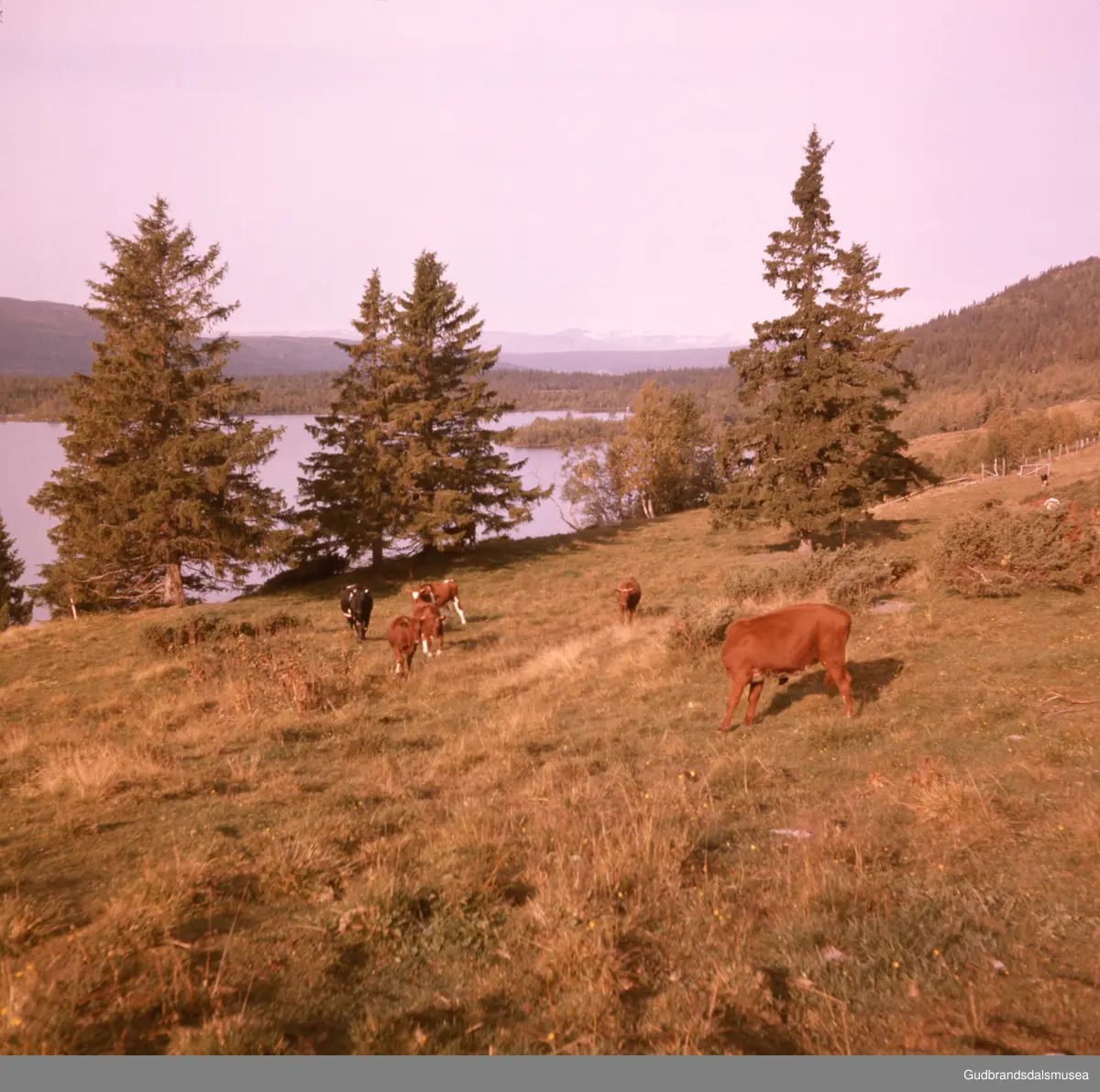 Vinstra Turistkontor: Kyr ved Fefor