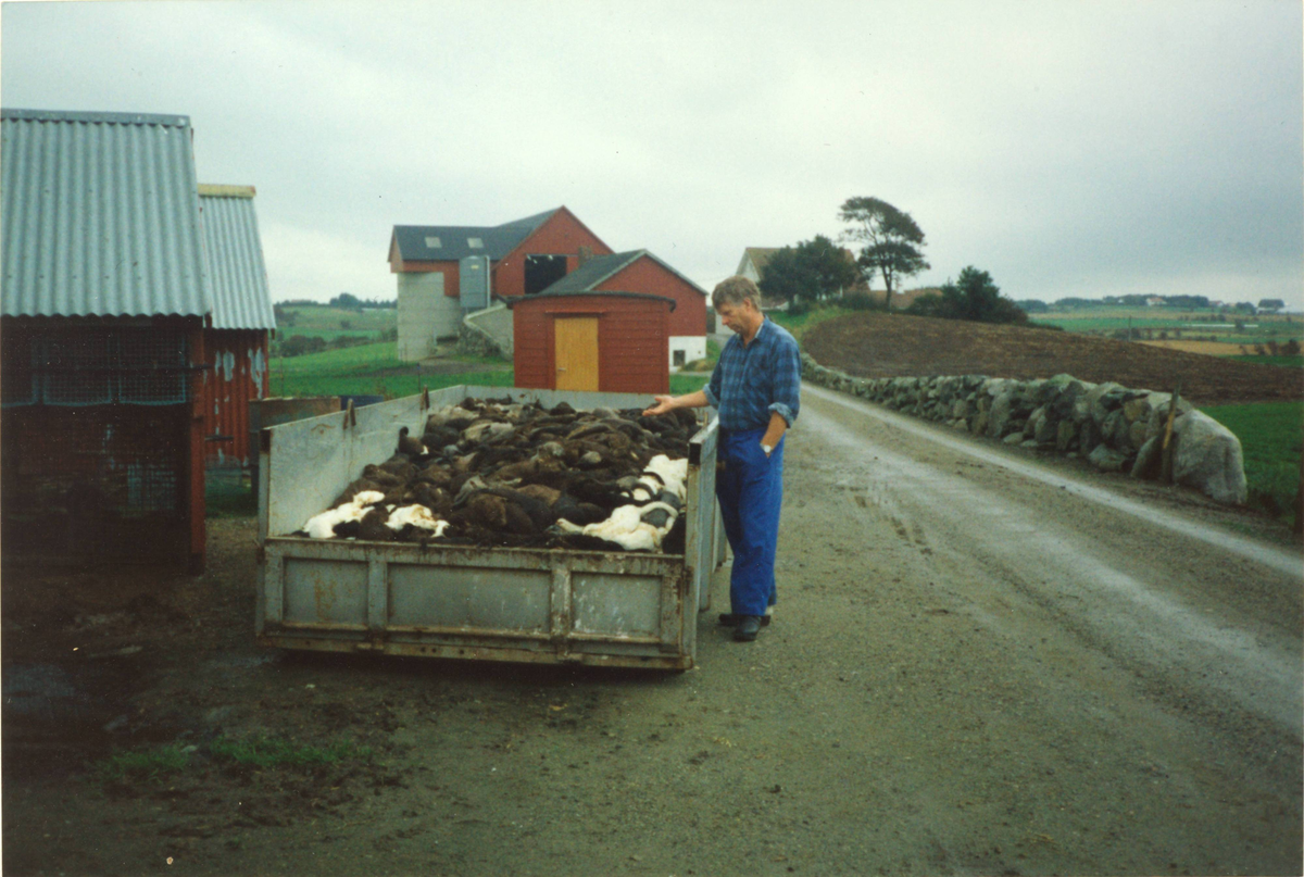 Foto frå botulismekatastrofa på Jæren i september 1995. Det var botulismebakteriar i ein fôrleveranse til pelsdyrfarmane. På Eirik Steinnes sin farm var det 1600-1700 dyr, og berre 16 dyr overlevde, fordi dei hadde fått fôr frå ein tidlegare leveranse. Steinnes oppdaga mange daude mink då han tok den vanlege morgonrunden. Så tok han fleire runder resten av dagen, og fann stadig fleire som hadde døydd. Kvalpane som døydde var fødde i april/mai same år. Dette var midt i røytetida, og derfor kunne ikkje pelsen på dei daude dyra brukast. Steinnes fekk ein container, og dyra gjekk til destruksjon.