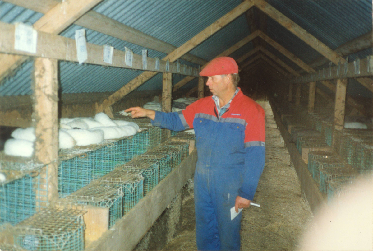 Foto frå botulismekatastrofa på Jæren i september 1995. Det var botulismebakteriar i ein fôrleveranse til pelsdyrfarmane. På Eirik Steinnes sin farm var det 1600-1700 dyr, og berre 16 dyr overlevde, fordi dei hadde fått fôr frå ein tidlegare leveranse. Steinnes oppdaga mange daude mink då han tok den vanlege morgonrunden. Så tok han fleire runder resten av dagen, og fann stadig fleire som hadde døydd. Kvalpane som døydde var fødde i april/mai same år. Dette var midt i røytetida, og derfor kunne ikkje pelsen på dei daude dyra brukast. Steinnes fekk ein container, og dyra gjekk til destruksjon.