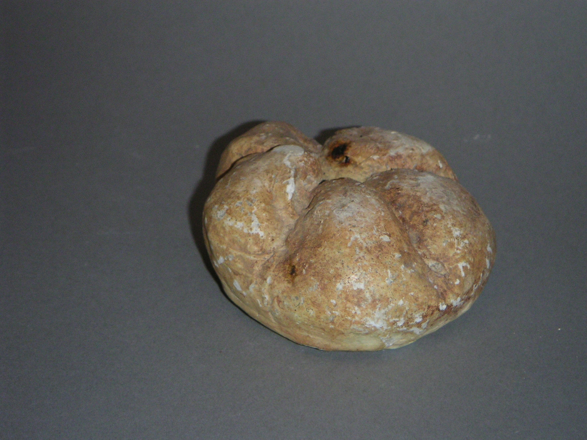 Gipsavgjutning av brödet Mandelbröd, ursprungligen 14 stycken. Runda till formen, vikta inåt mitten för att bilda rosliknande blad. 