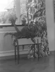 Blombord