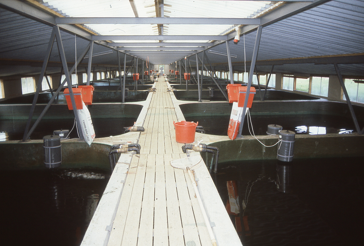 Island : Hall med smoltkar, fôrautomater ved hvert kar, gangbane imellom