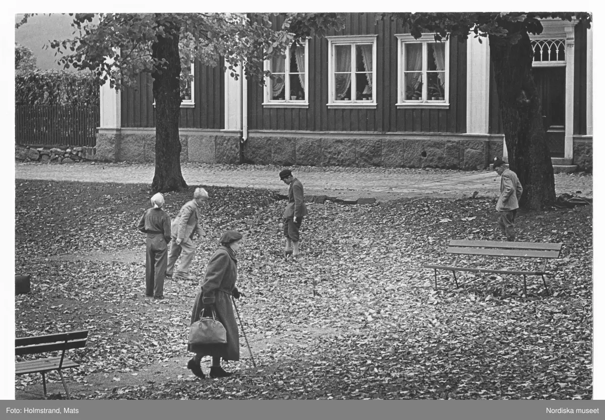 Kastanjer. Kastanjplockare.