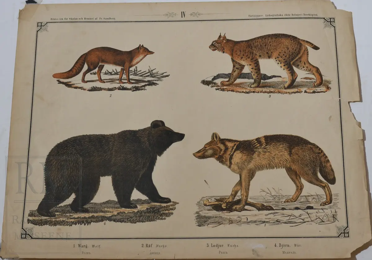 Mappen består av 24 kartonger med ulike naturhistoriske motiver 