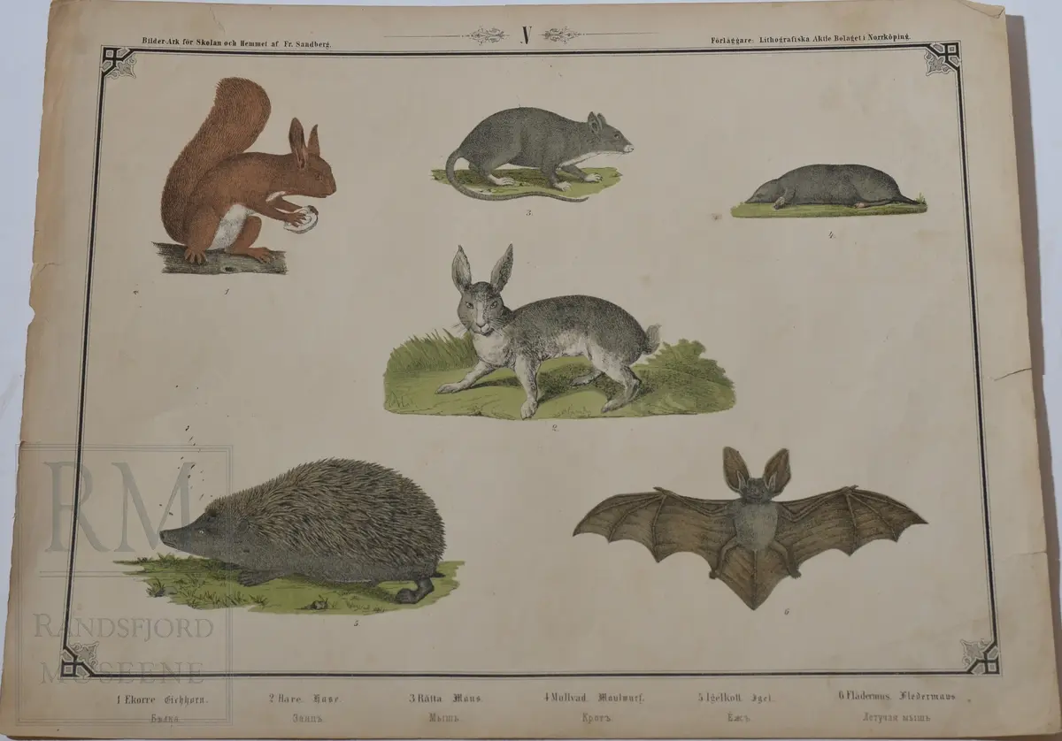 Mappen består av 24 kartonger med ulike naturhistoriske motiver 