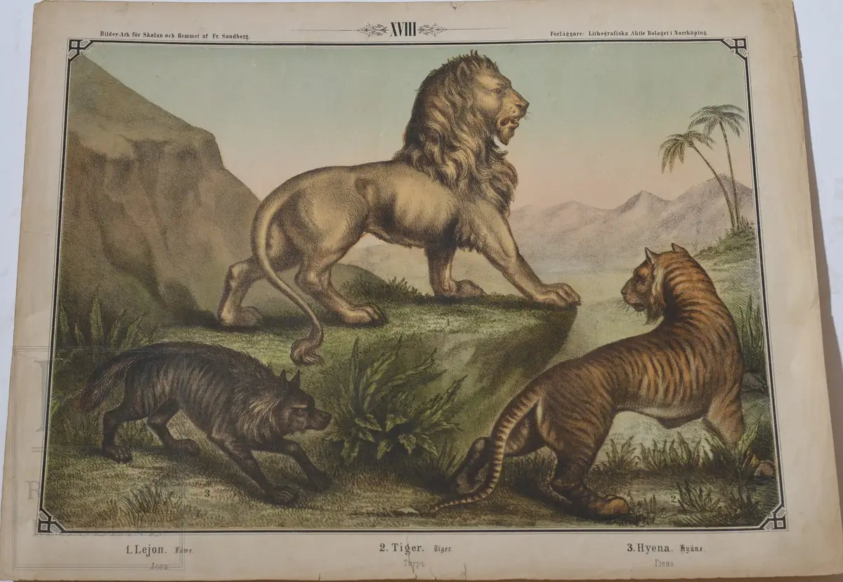 Mappen består av 24 kartonger med ulike naturhistoriske motiver 