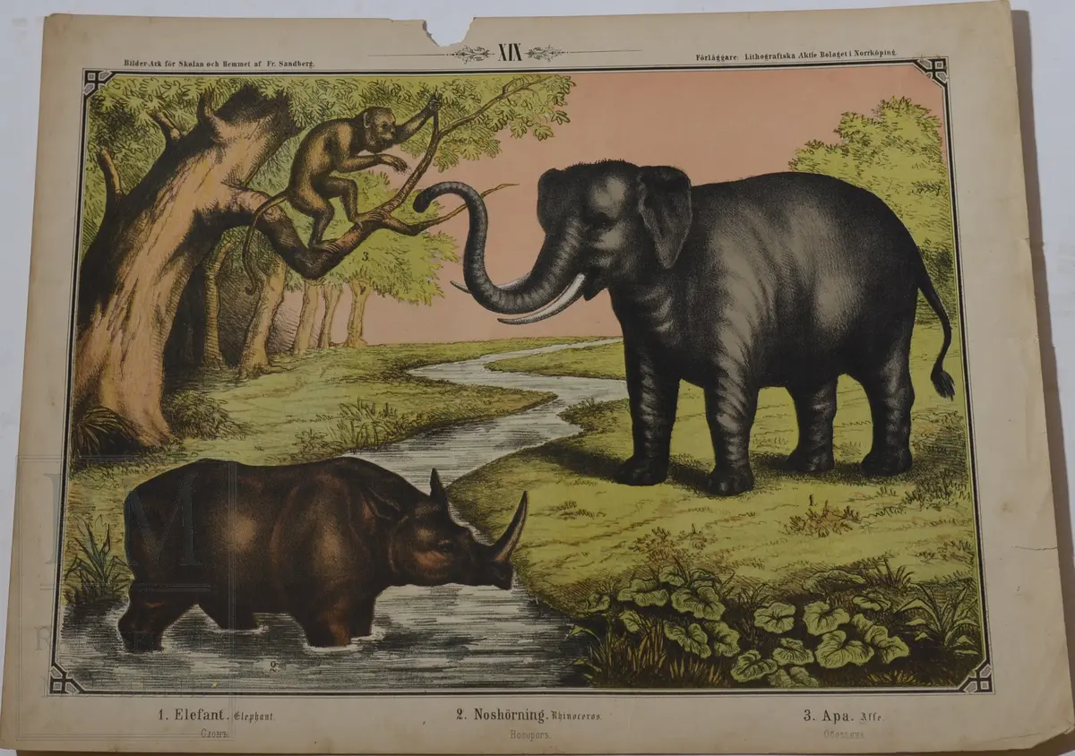 Mappen består av 24 kartonger med ulike naturhistoriske motiver 