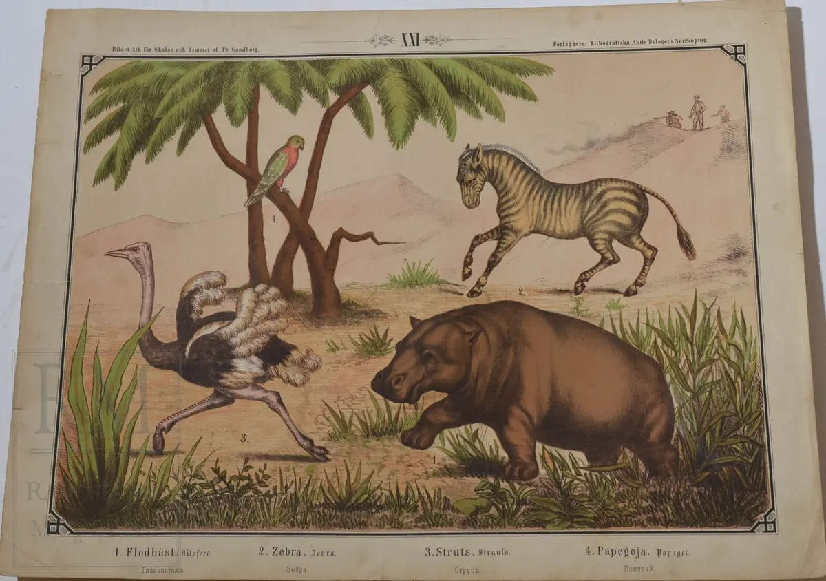 Mappen består av 24 kartonger med ulike naturhistoriske motiver 
