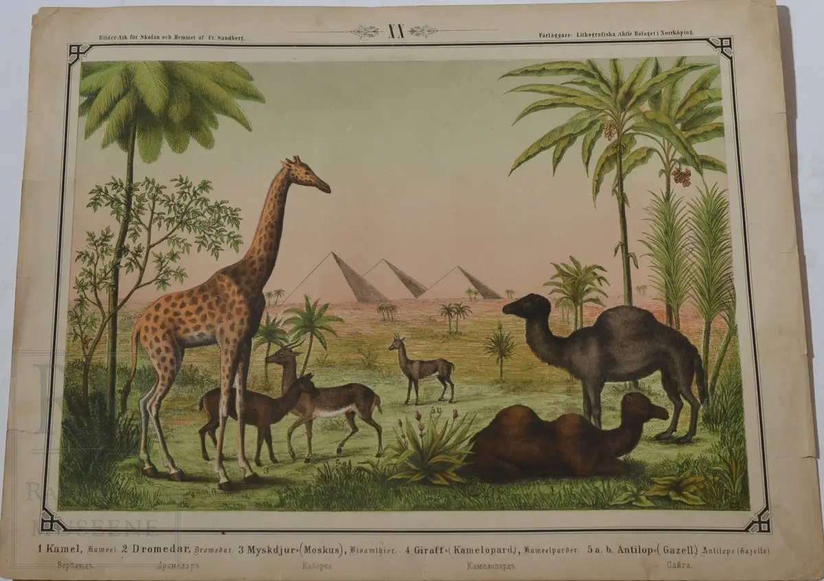 Mappen består av 24 kartonger med ulike naturhistoriske motiver 