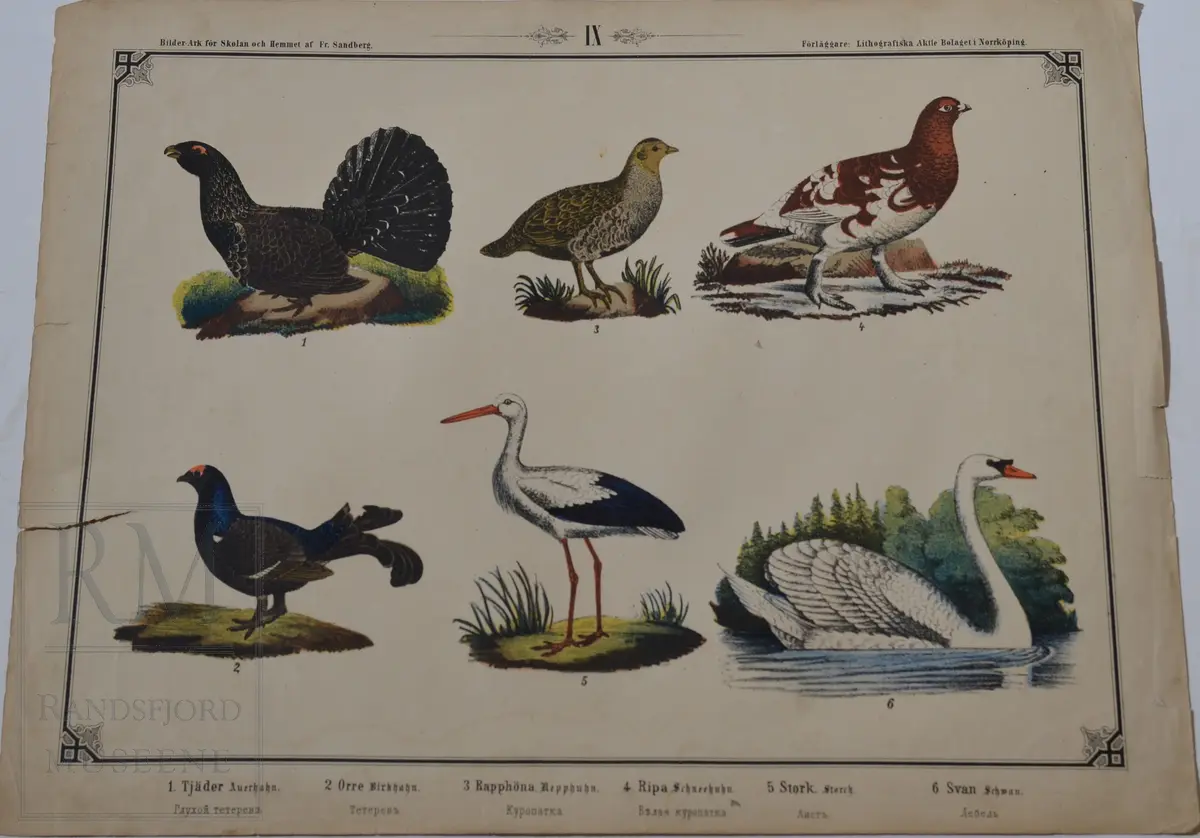 Mappen består av 24 kartonger med ulike naturhistoriske motiver 