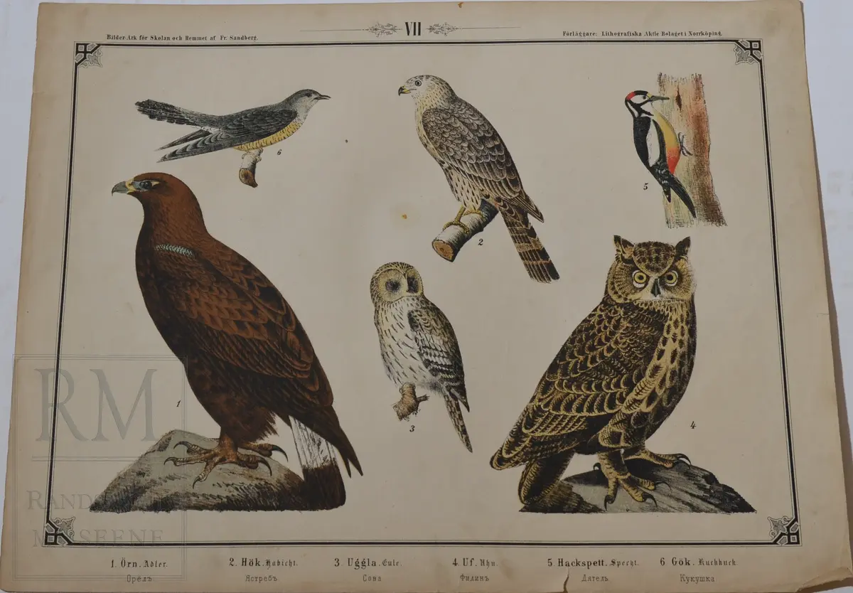 Mappen består av 24 kartonger med ulike naturhistoriske motiver 