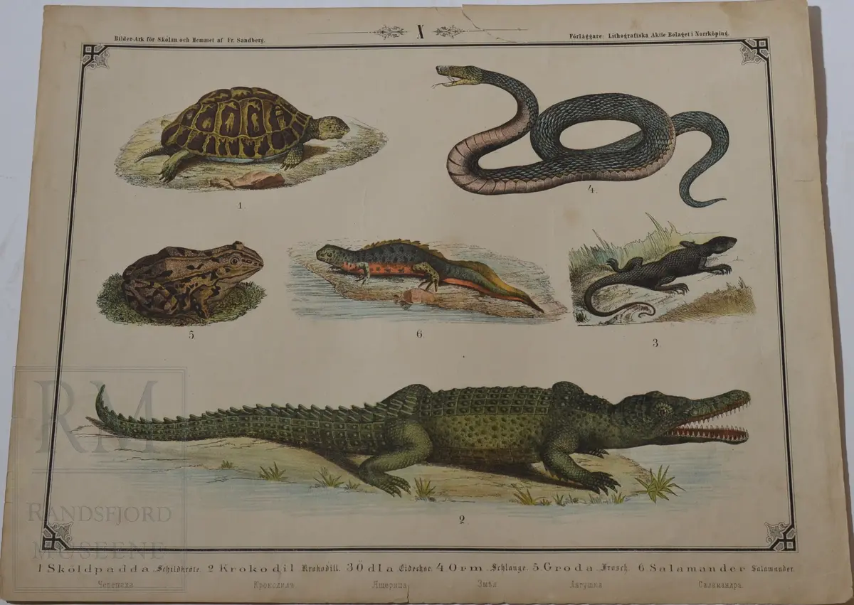 Mappen består av 24 kartonger med ulike naturhistoriske motiver 