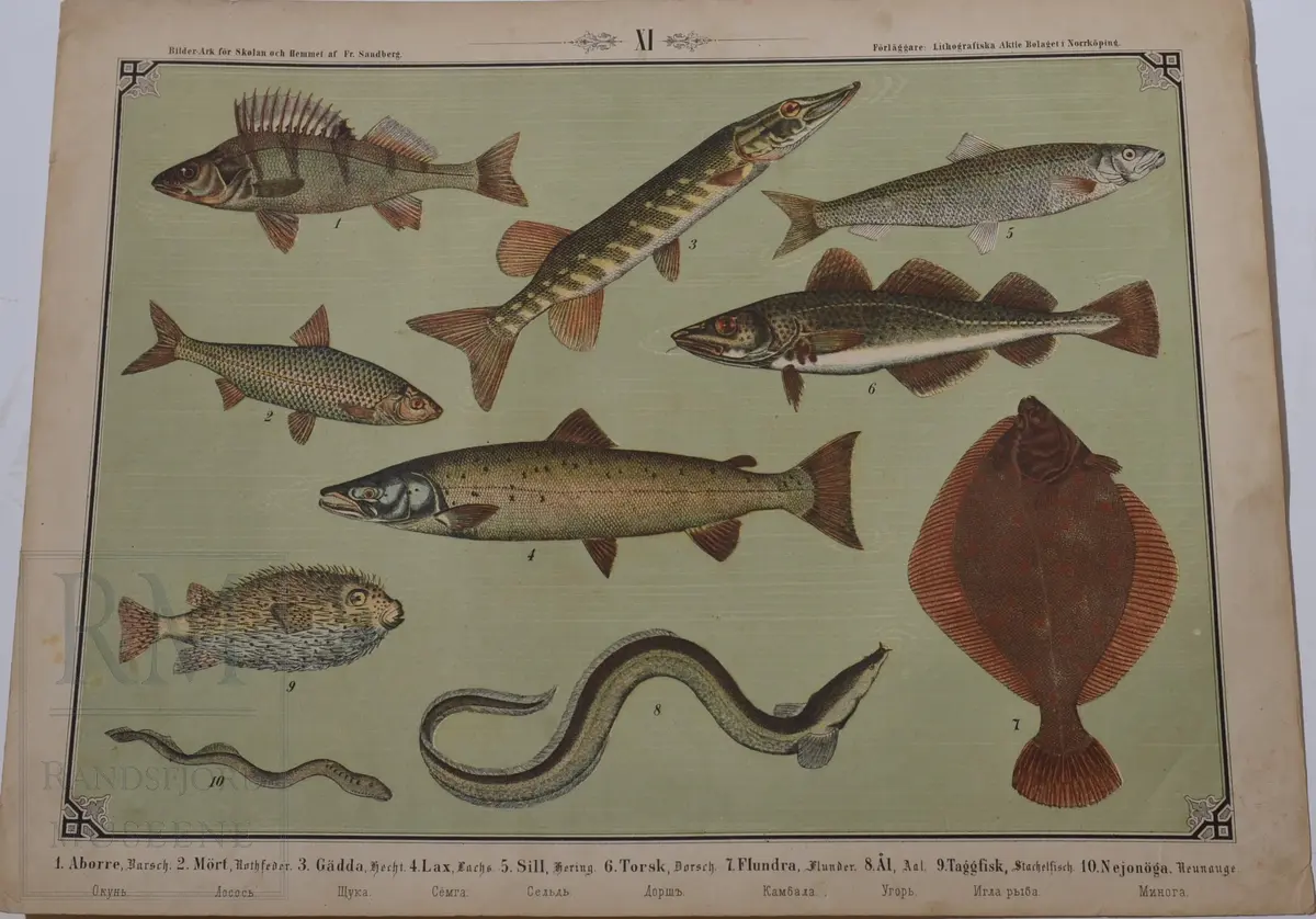Mappen består av 24 kartonger med ulike naturhistoriske motiver 