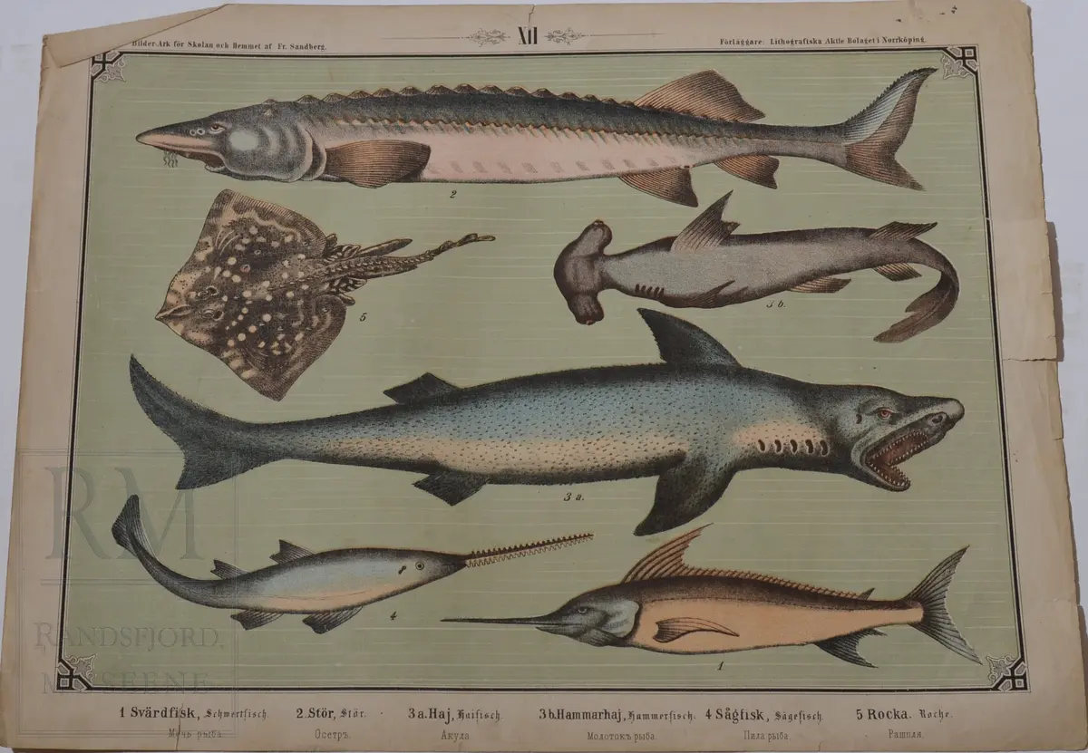 Mappen består av 24 kartonger med ulike naturhistoriske motiver 