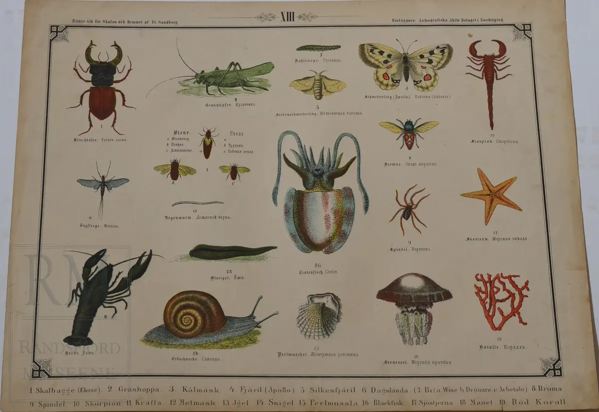 Mappen består av 24 kartonger med ulike naturhistoriske motiver 