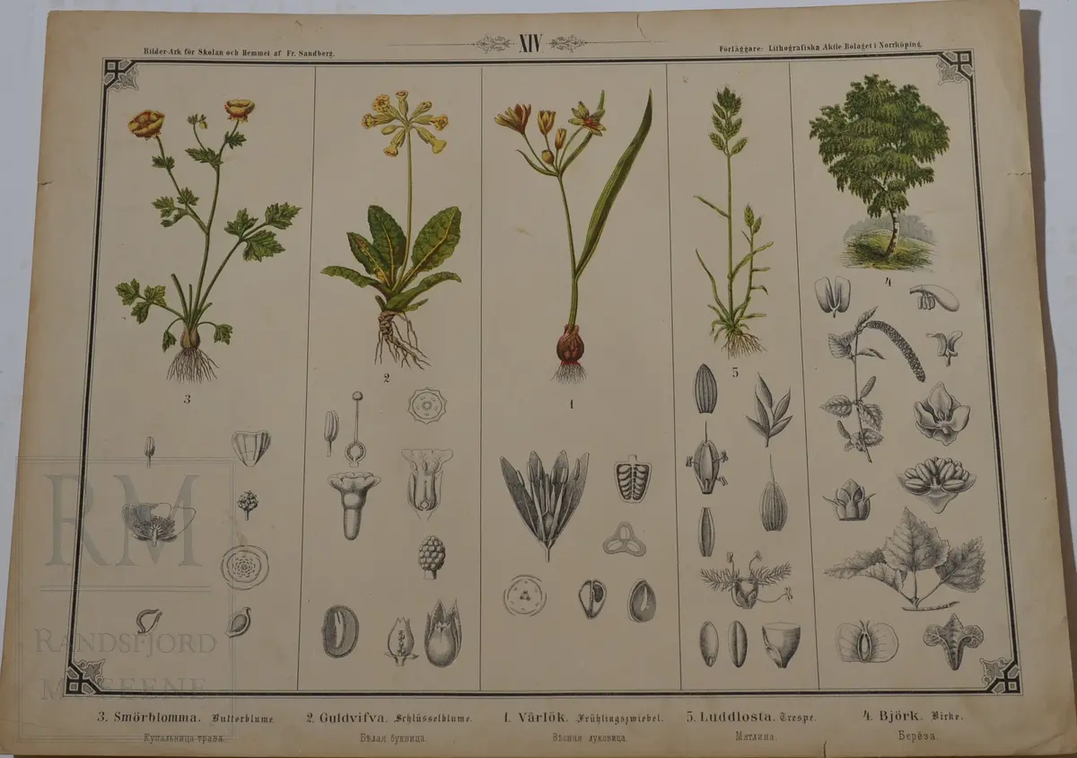 Mappen består av 24 kartonger med ulike naturhistoriske motiver 