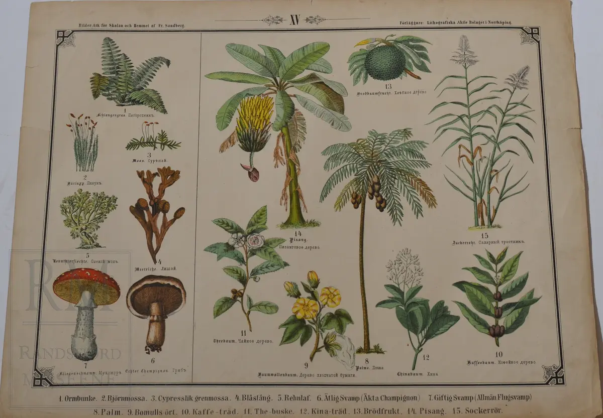 Mappen består av 24 kartonger med ulike naturhistoriske motiver 