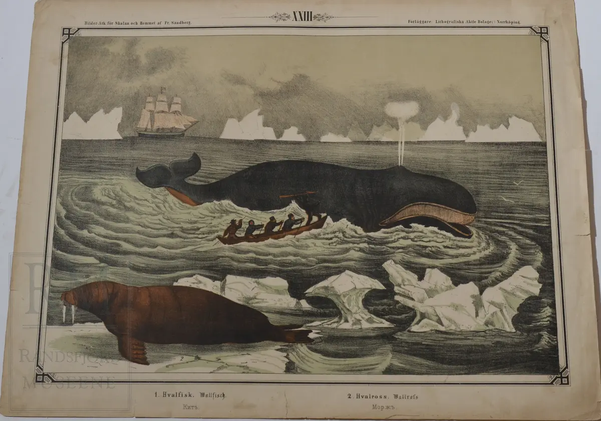Mappen består av 24 kartonger med ulike naturhistoriske motiver 