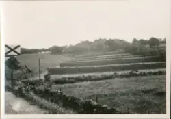 Jordbrukslandskap med hesjer. I bakgrunnen ser vi eit boligh