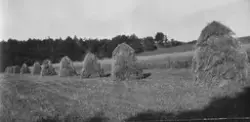 Jordbrukslandskap med store kornstakkar på rekke. Truleg frå Audamotland eller Kviagarden.