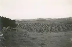 Jordbrukslandskap med kornstakkar på rekke og rad. Truleg Audamotland.