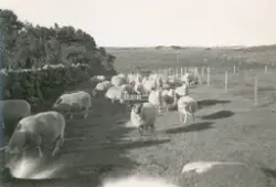 Ein saueflokk i eit jordbrukslandskap. Truleg Audamotland eller Kviagarden.