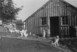 Buhund og høner framføre eit fjøs. Bildet er brukt i "Sjå Jæren" 1995, s. 101. Bildetekst: "Kyrne var i det vesle fjøset før i tida og hønene trippa fritt rundt i gardsrommet. 'Flink' var reinrasa Gjesdal buhund".