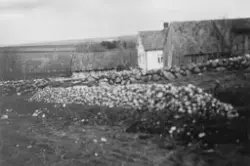 Kålrot som skal ligge i jordhaug. Bildet er brukt i "Sjå Jæren" 1995, s. 101. Bildetekst: "Her ligg det kålrot som skal vinterlagrast i dunge. Utsynet er mot Kviagarden bnr, 6 frå den staden der museumsbygget ligg i dag".