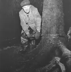 Felling av byens juletre går dårlig