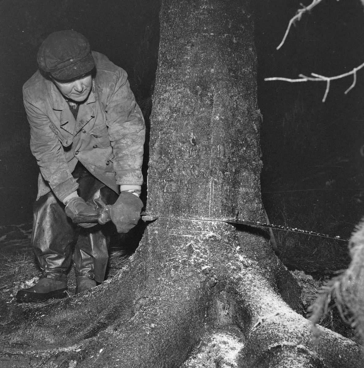 Felling av byens juletre går dårlig