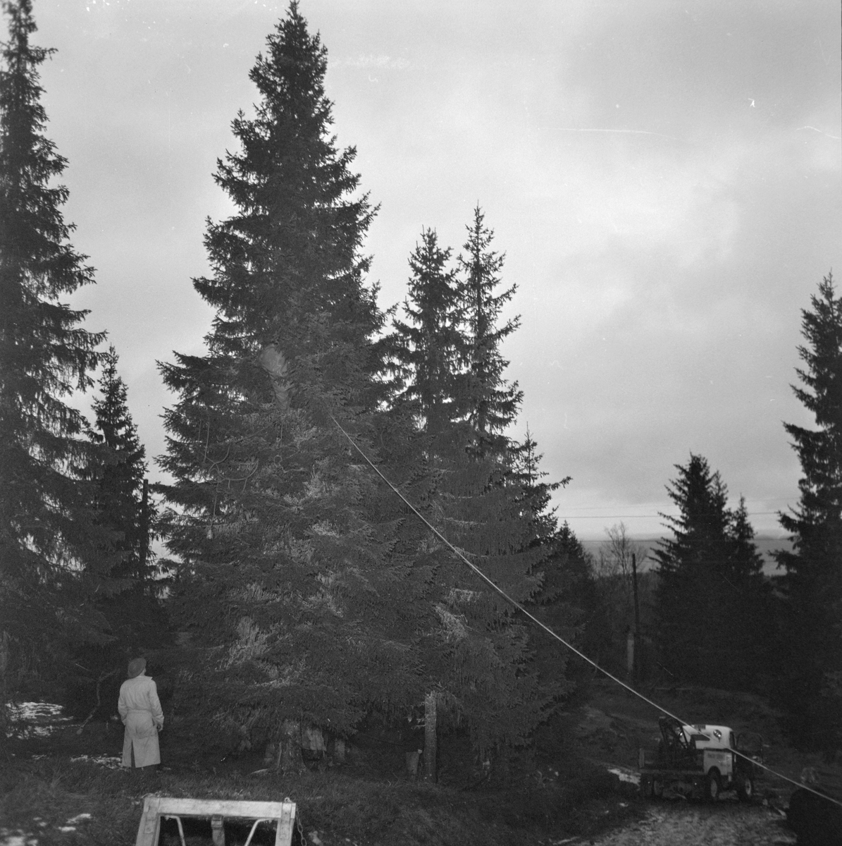 Felling av byens juletre går dårlig