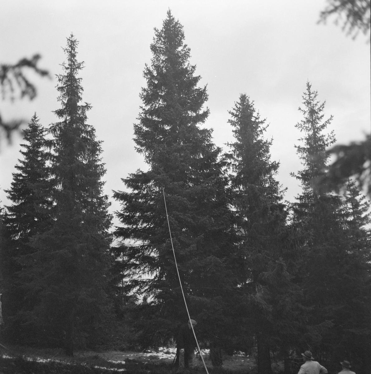 Felling av byens juletre går dårlig