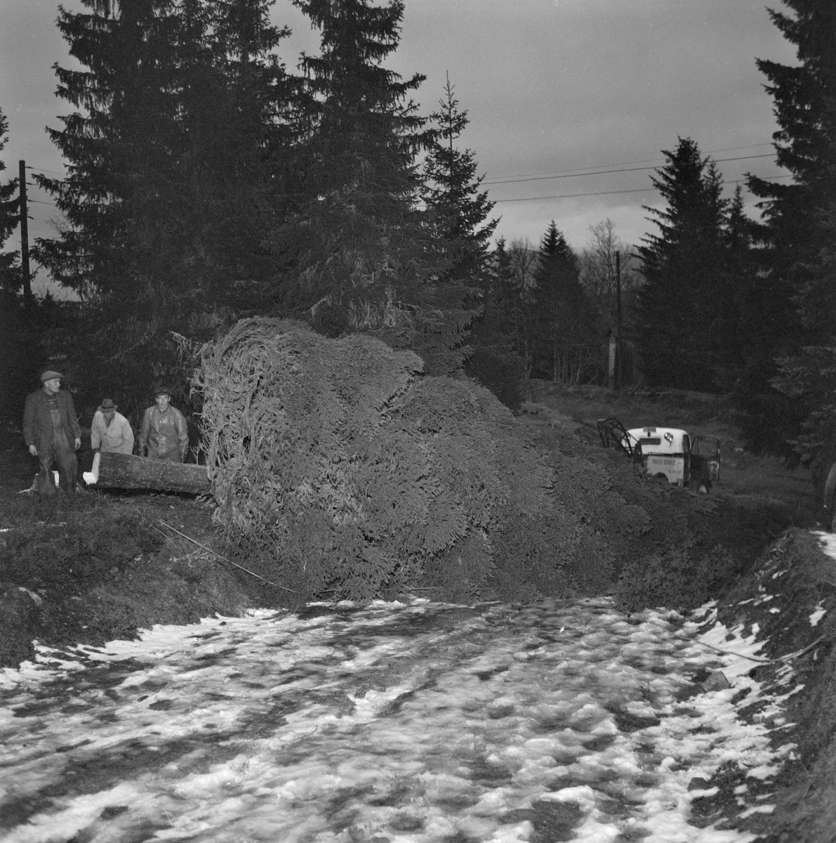 Felling av byens juletre går dårlig