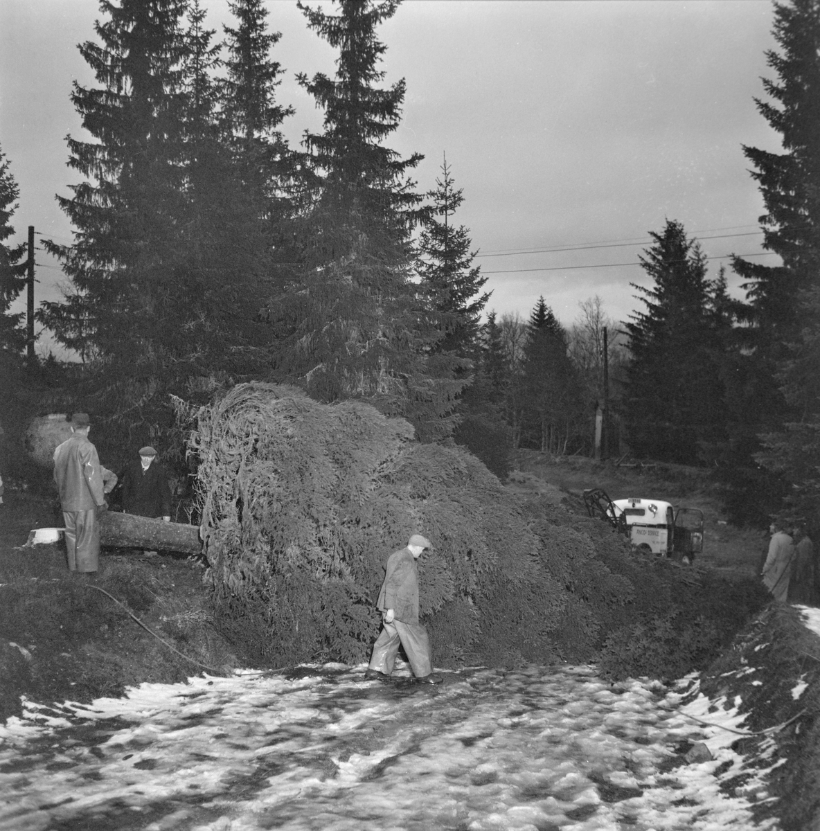 Felling av byens juletre går dårlig