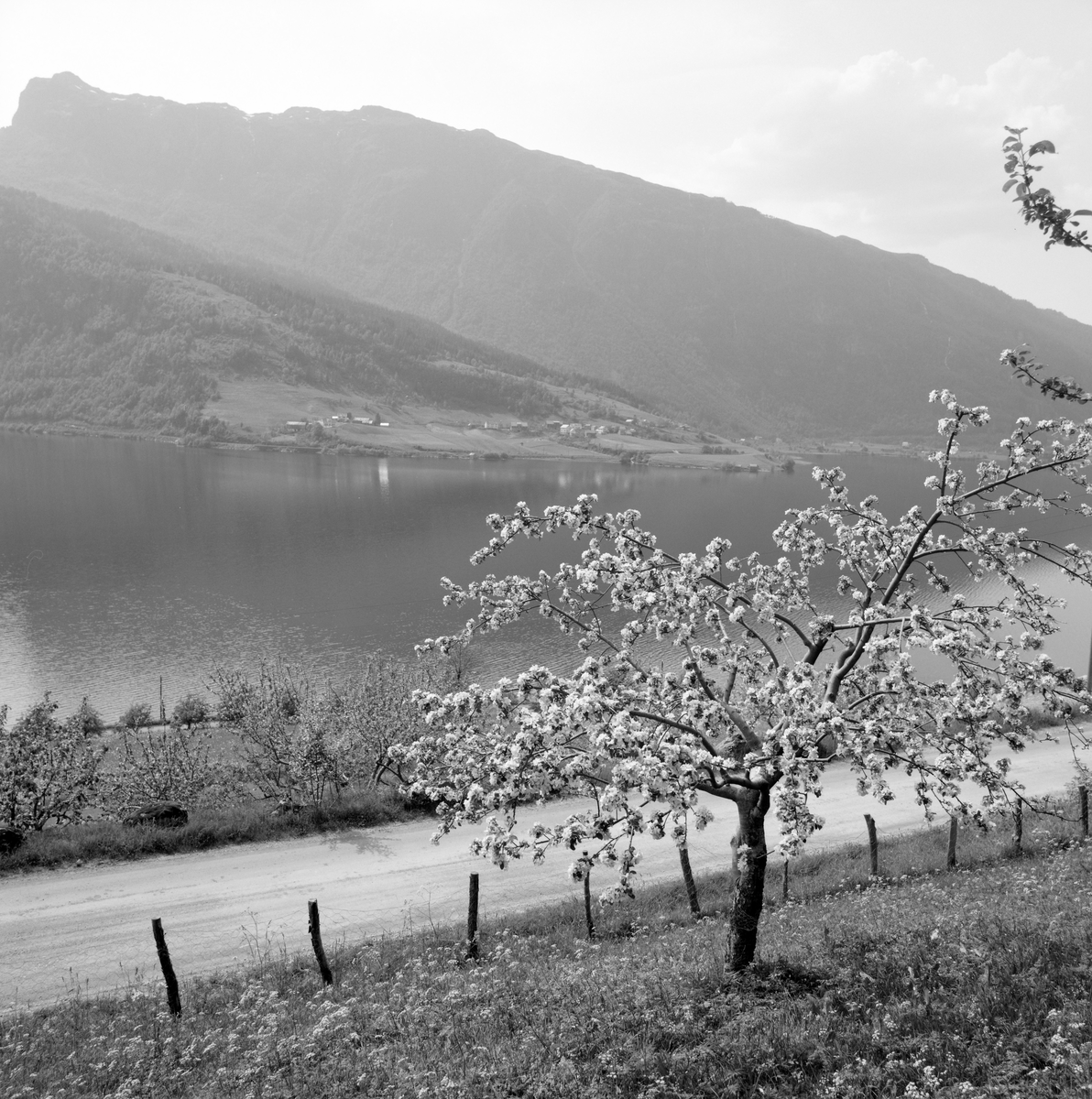 Grabvin, div. sommerbilder