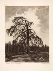 Furua på Vettakollen [papirkunst]