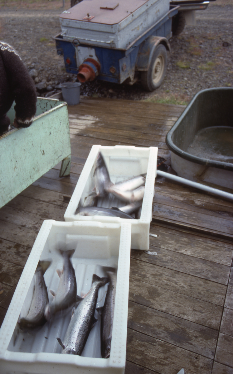 Island : Fisk i kasse