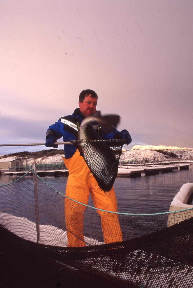 Torskeoppdrett, Averøy, 2002 : Ukjent mann håver torsk