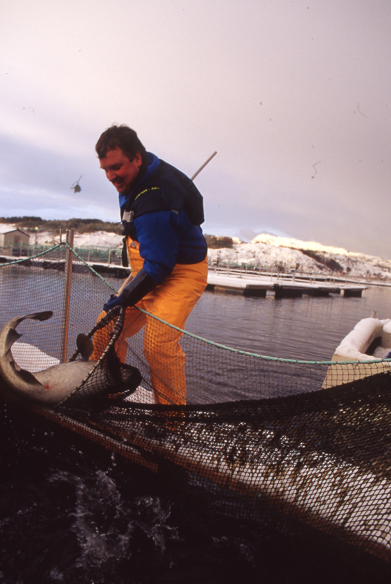 Torskeoppdrett, Averøy, 2002 : Ukjent mann håver torsk