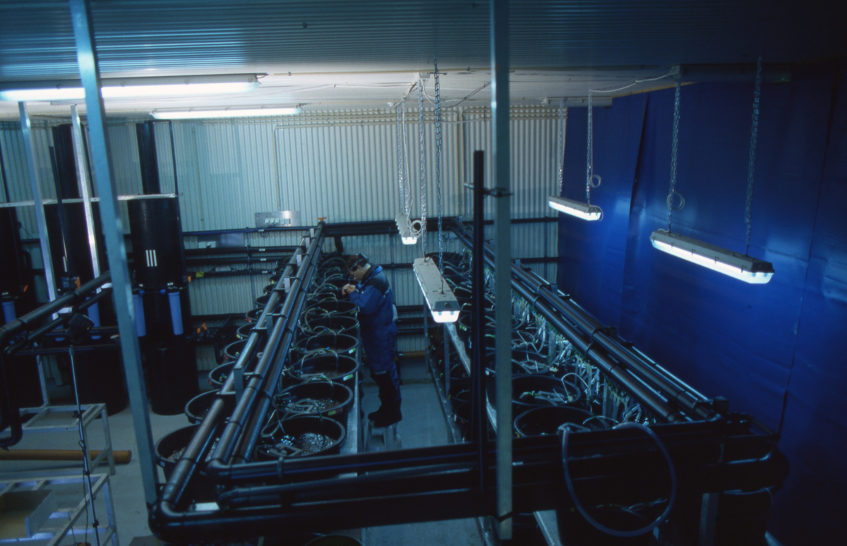 Torskeoppdrett, Averøy, 2002 : Inne i en hall med bøtter på rekke. Kan være klekkeri