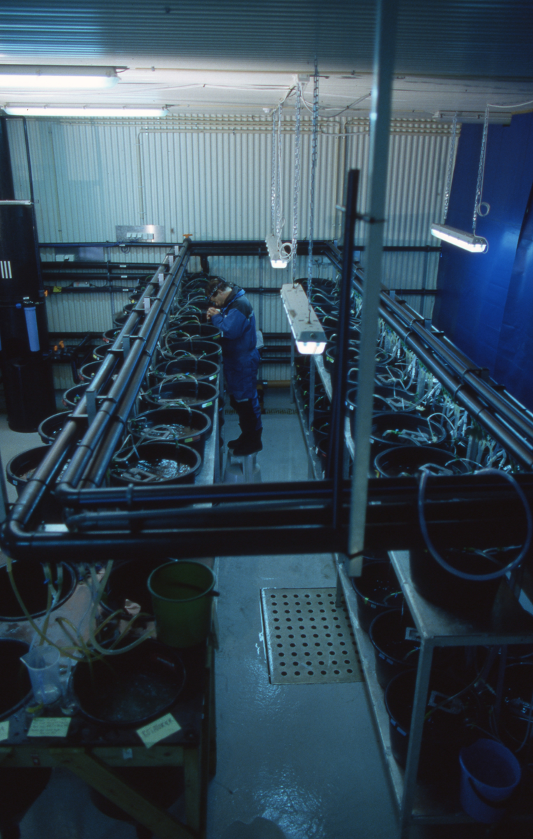 Torskeoppdrett, Averøy, 2002 : Inne i en hall med bøtter på rekke. Kan være klekkeri