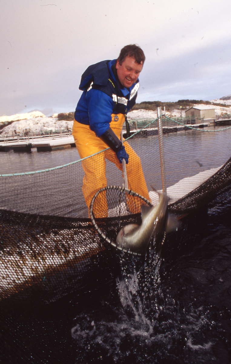 Torskeoppdrett, Averøy, 2002 : Ukjent mann håver torsk